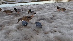 Кормим уток. У Серьёзной утки появился жених :) We feed the ducks. The Serious duck got a boyfriend