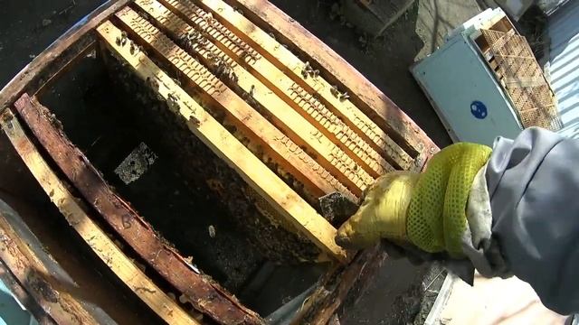 Сколько апрельского мёда принесла семья на пяти рамках ? смотреть онлайн