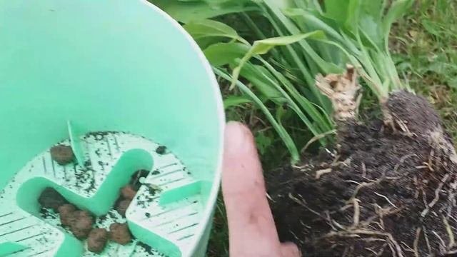 Спатифиллум уход. Цветение. Как заставить цвести