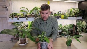 ЯРКОЕ | КОМНАТНОЕ РАСТЕНИЕ ФИЛОДЕНДРОН ХОСЕ БУЕНО #plants