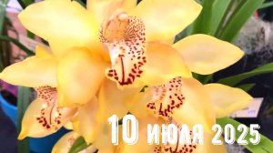 Грабли веерные Для любителей канала Грабли Live  10.07.2025