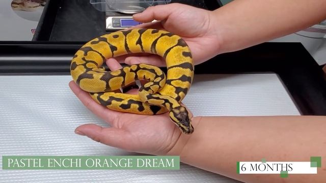 Pastel Enchi Orange Dream Ball Python Baby to Sub-Adult Size Growth- Growth Progression Series