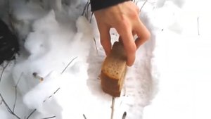 Похороны таракана