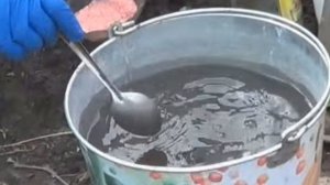 Болезни чеснока. Почему загнивает чеснок