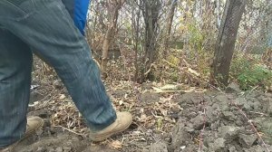 Лесная малина на моём участке.