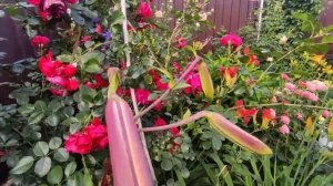 Роза Флорентина ?
Rosa Florentina??