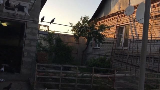 #Pigeons.Как,когда и чем нужно обработать голубей от вшей и от пухопероедов.