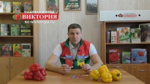 Лучшие сорта сладкого перца