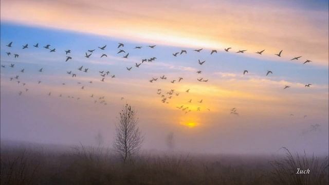 Зорька зорюшка Галина Дмитриева муз , Любовь Чернышова стихи, Людмила Полякова вокал смотреть онлайн