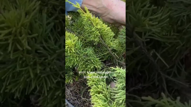 Как выбрать дерево для бонсай