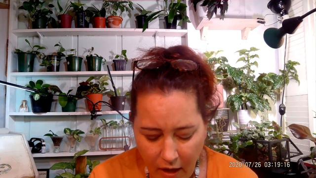 How to Care for Scindapsus Plants and a Hoya Giveaway смотреть онлайн