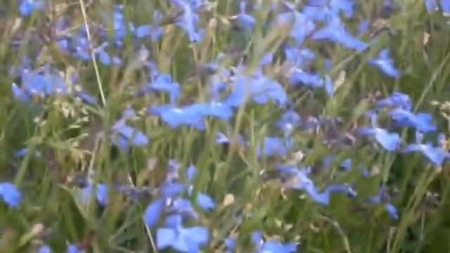 Осень в Ботсаду. ч.2 смотреть онлайн