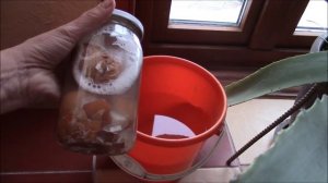 Яичная скорлупа удобрение для растений. Как сделать раствор?