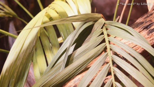 [Daily Life in Sweden] What only you can do now смотреть онлайн