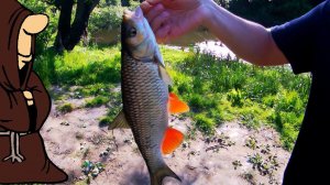 Ловля Голавля на Лангустина. Летняя рыбалка с берега на донки