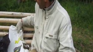 Черничник