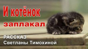 ✔И котёнок заплакал... Новый Рассказ 2020, Светлана Тимохина. Христианский рассказ МСЦ ЕХБ