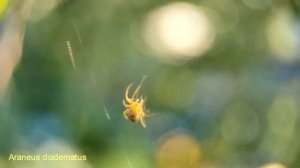 Паук крестовик (Araneus diadematus) плетет паутину