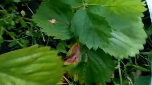 ? Как отобрать лучшие кусты клубники для размножения? #размножениеклубники