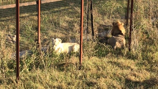 Белый лев разозлился на молодых львов. Тайган The white lion got angry with the young lions. Taigan смотреть онлайн