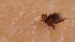 Укус клеща под микроскопом