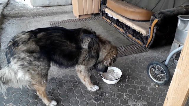 Иногда помогаем людям!!! Собакам объедки. Солим капусту. смотреть онлайн