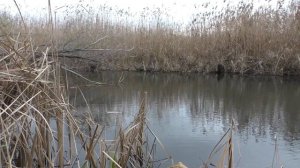 Рыбалка на поплавок Каша с креветок . My fishing