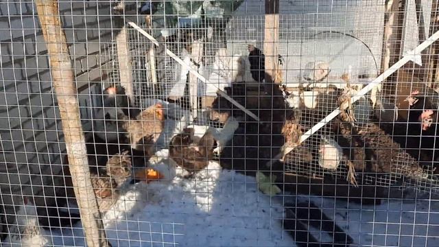 Куры зимой на даче.Конец декабря. смотреть онлайн