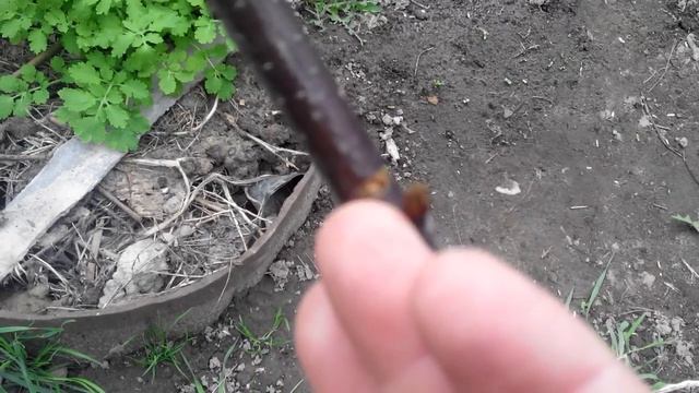 Применение кербовки при обрезке деревьев. смотреть онлайн