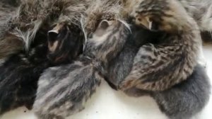 Кошку порвали собаки в Батайске