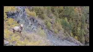 Снежные бараны, сентябрь 2022год