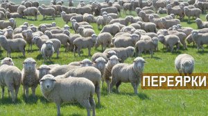 Овцы Волгоградской породы. Отара племенных переярок. СПК Племзавод Ромашковский.
