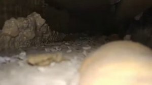 Саларьево Ад - крысиный отель