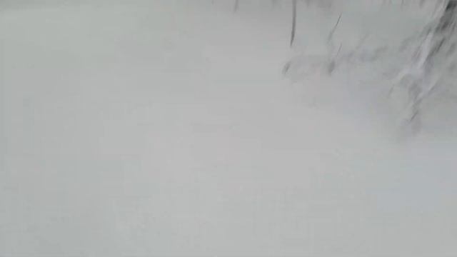 Закон о валежнике 2019   Закон не принят!!!!!   ВоронежЛесХоз 
Законы вступают с запозданием или ...