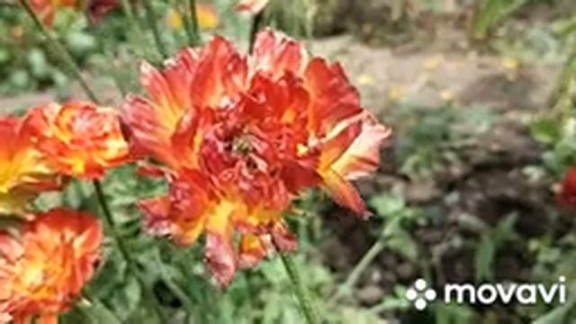 МУЧНИСТЫЙ ЧЕРВЕЦ: БОРЬБА смотреть онлайн