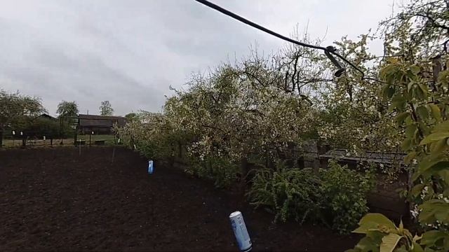 итоги летней обрезки вишни.цветение весна 2021 смотреть онлайн