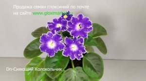 Красивые Сорта Глоксиний ! Глоксинии цветут