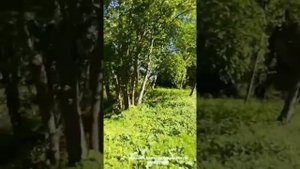 САМАЯ ЛУЧШАЯ ДАЧА В ПОДМОСКОВЬЕ. Продаётся!