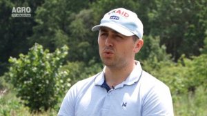 Soiurile de căpșun și regulile de păstrare