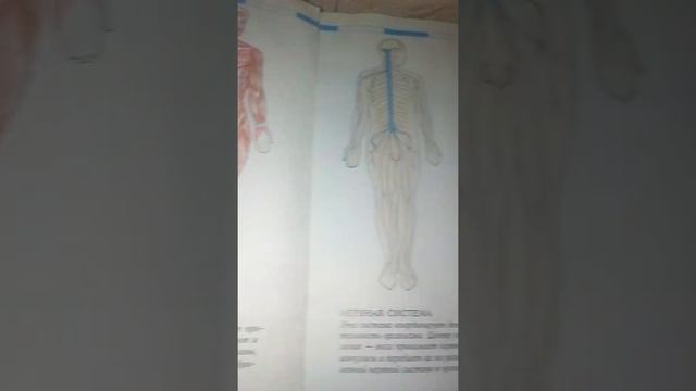 Системы тела человека 1 часть.
