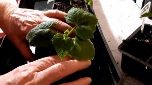 Как вырастить овощи на подоконнике.