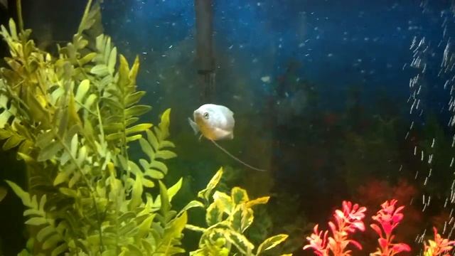 55 gallon fresh water tank. Community tiger barbs. Gouramie. Fruit tetras neon black skirts смотреть онлайн