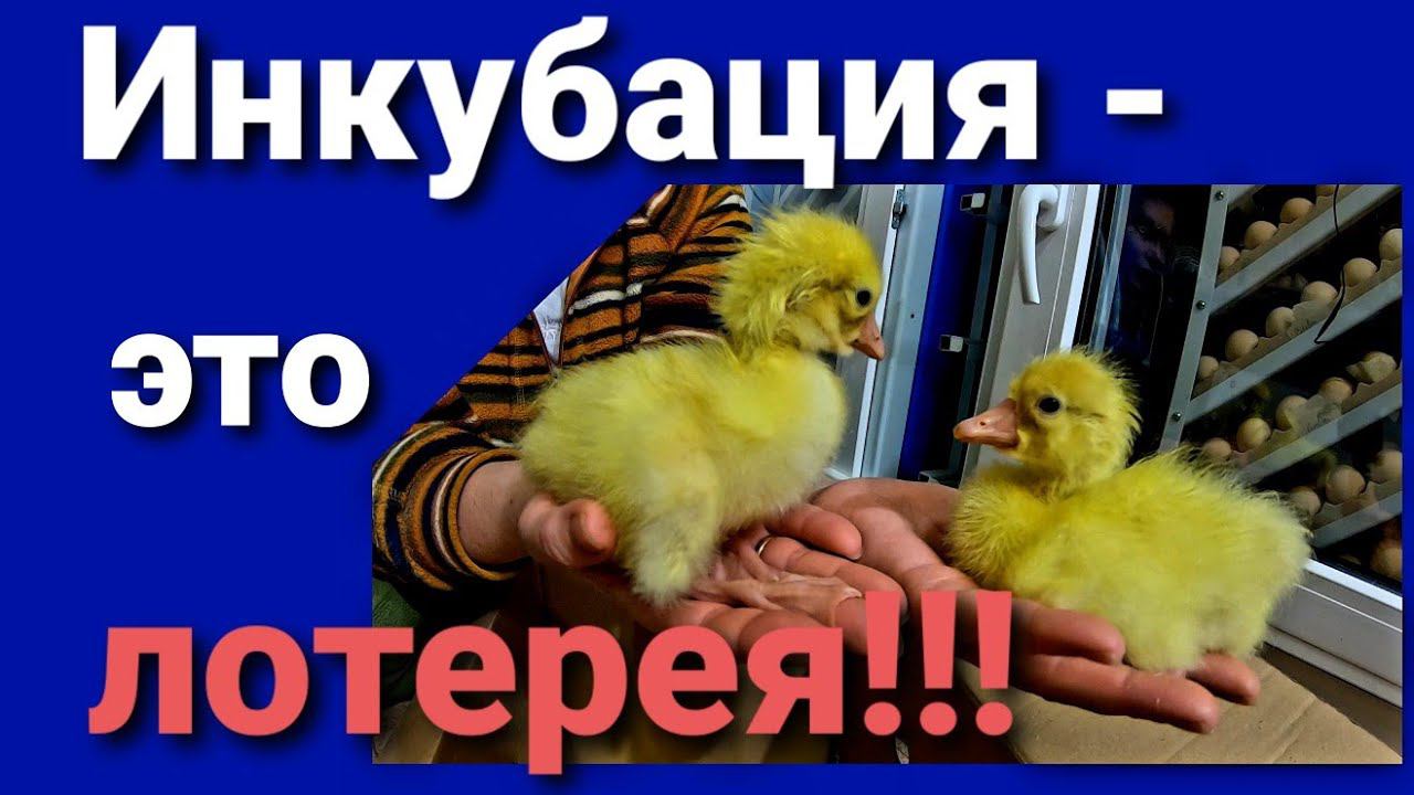 ⁉️Почему Мулард такой дорогой!? / Инкубация водоплавающих / Гусь Линда, утка, бройлер 787, Росс 308