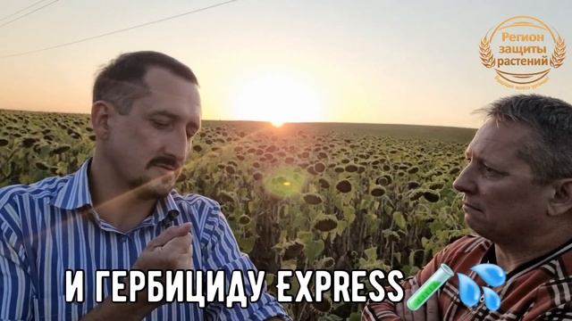 Гибриды подсолнечника ? под технологию Экспресс Сан?❤️? #гибридыподсолнечника #семенаподсолнечника