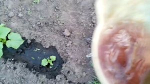 Поливаю Огурцы под Корень Марганцовкой для Подкормки и для Обеззараживания. 30 июня 2022г.