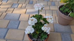 Пеларгонии ОЧ-Madpearl White и Gardenia