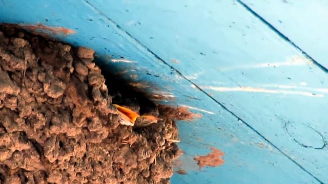 86.Ласточки моего дома.  swallows