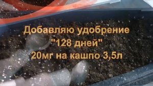 Ранункулюс. Проращиваю луковицы ранункулюса в кашпо.
