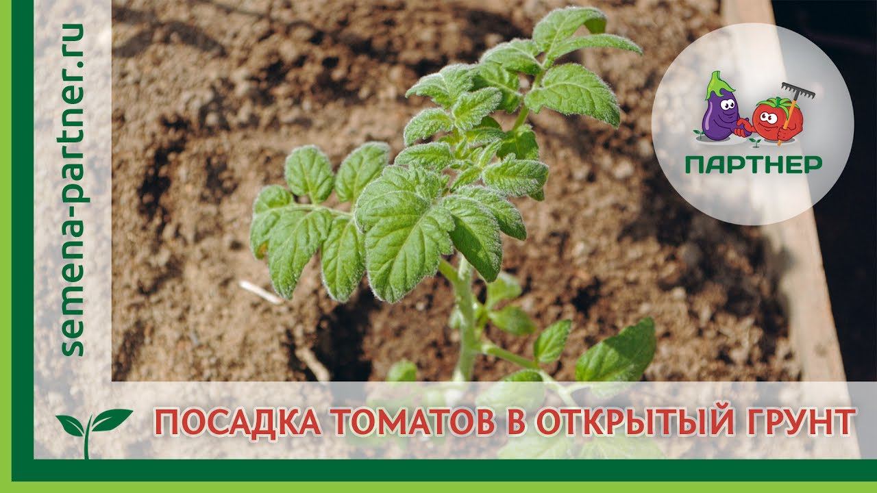 ТОМАТЫ В ОТКРЫТОМ ГРУНТЕ: ПРАВИЛА ПОСАДКИ