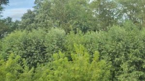 Прибытие на станцию Волховстрой-1 из окна скорого поезда №078Я Воркута - С. Петербург #изокнапоезда